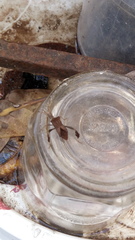 Leptoglossus concaviusculus