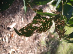 Gonipterus platensis