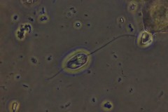 Anisonema acinus