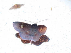 Oxidercia thaumantis