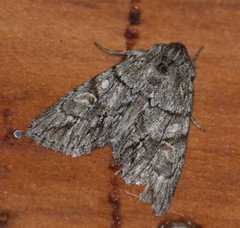 Andropolia