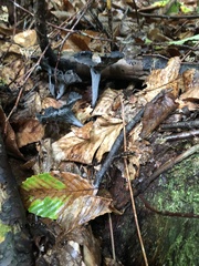 Craterellus cornucopioides