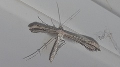 Stenoptilia pterodactyla