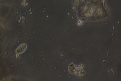 Anisonema acinus