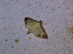 Eulepte gastralis