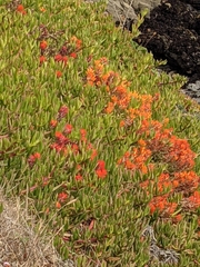 Castilleja mendocinensis