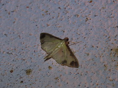 Eulepte gastralis