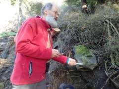Siphonolejeunea nudipes