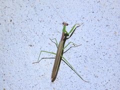 Stagmomantis nahua