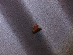 Eulepidotinae