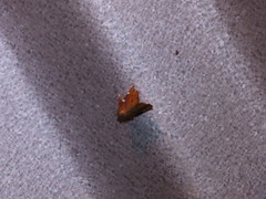 Eulepidotinae