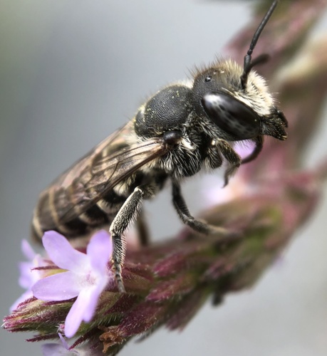 Alfalfa leafcutter bee
