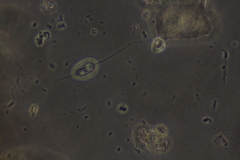 Anisonema acinus