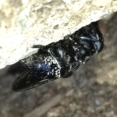 Cuterebra approximata