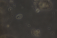 Anisonema acinus