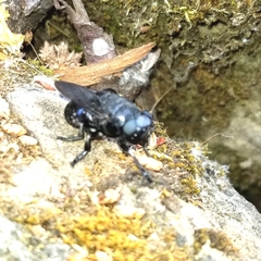 Cuterebra approximata