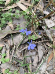 Lobelia quadrangularis