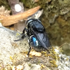 Cuterebra approximata