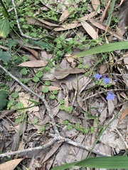 Lobelia quadrangularis