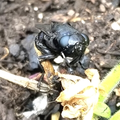 Cuterebra approximata