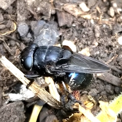 Cuterebra approximata