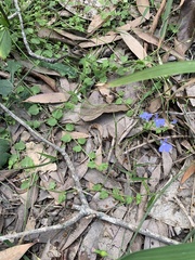 Lobelia quadrangularis