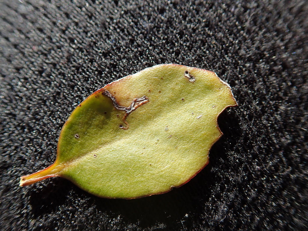 Mistletoe miner