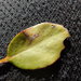 Zelleria sphenota - Photo 由 Melissa Hutchison 所上傳的 (c) Melissa Hutchison，保留部份權利CC BY-NC-ND