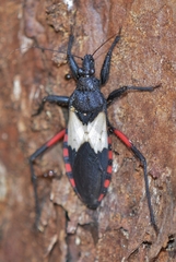 Microtomus purcis