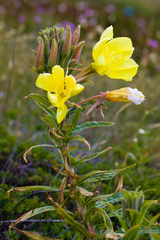 Oenothera elata hookeri