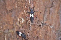 Microtomus purcis