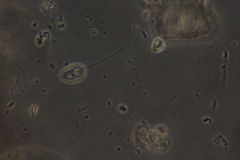 Anisonema acinus