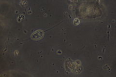 Anisonema acinus