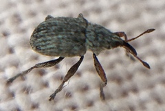 Exapion ulicis
