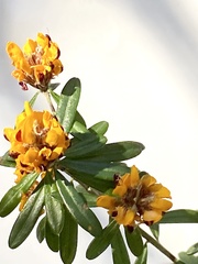 Pultenaea myrtoides