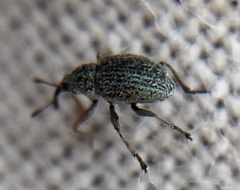 Exapion ulicis
