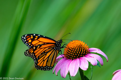Danaus plexippus