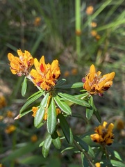 Pultenaea myrtoides