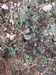 Malvella sagittifolia