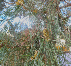 Pinus brutia eldarica