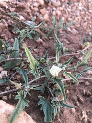Malvella sagittifolia