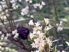 Leucopogon pimeleoides