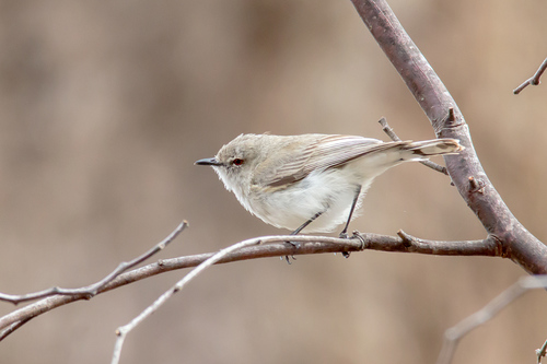 Western Gerygone (Gerygone fusca), photo 8