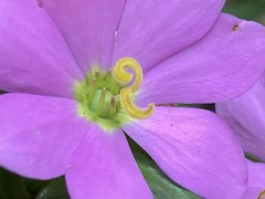 Sabatia capitata