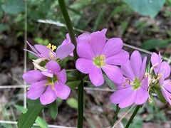 Sabatia capitata