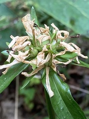 Sabatia capitata