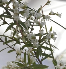 Leucopogon pimeleoides