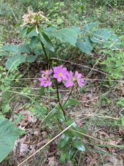Sabatia capitata