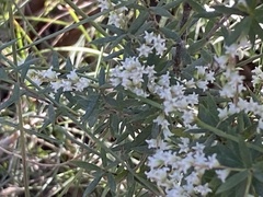 Leucopogon pimeleoides