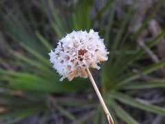 Armeria macrophylla